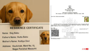 Dog Babu