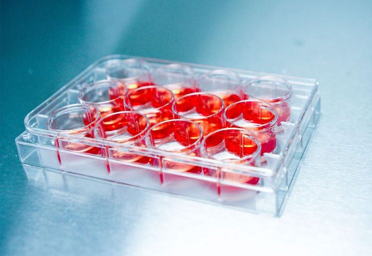 Lab-Grown Organs