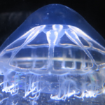 Deep-Sea Jellyfish Study Reveals Mysterious Bio-Geographic Barrier in the North Atlantic Ocean