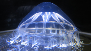 deep-sea jellyfish North Atlantic